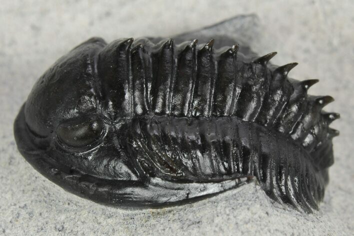 Scarce, Spiny Proetid Trilobite (Phaetonellus) - Morocco #242143